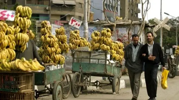 موز وحشی در خطر جدی انقراض!