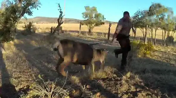 حمله هولناک  گوزن به افسر پلیس + فیلم