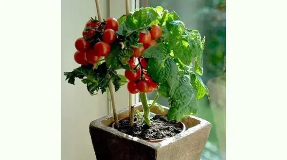 دستور کاشت گوجه گیلاسی در گلدان