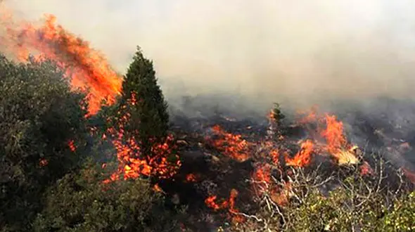 نابودی 435 هکتار از جنگل‌های گچساران/ آتش همچنان ادامه دارد 