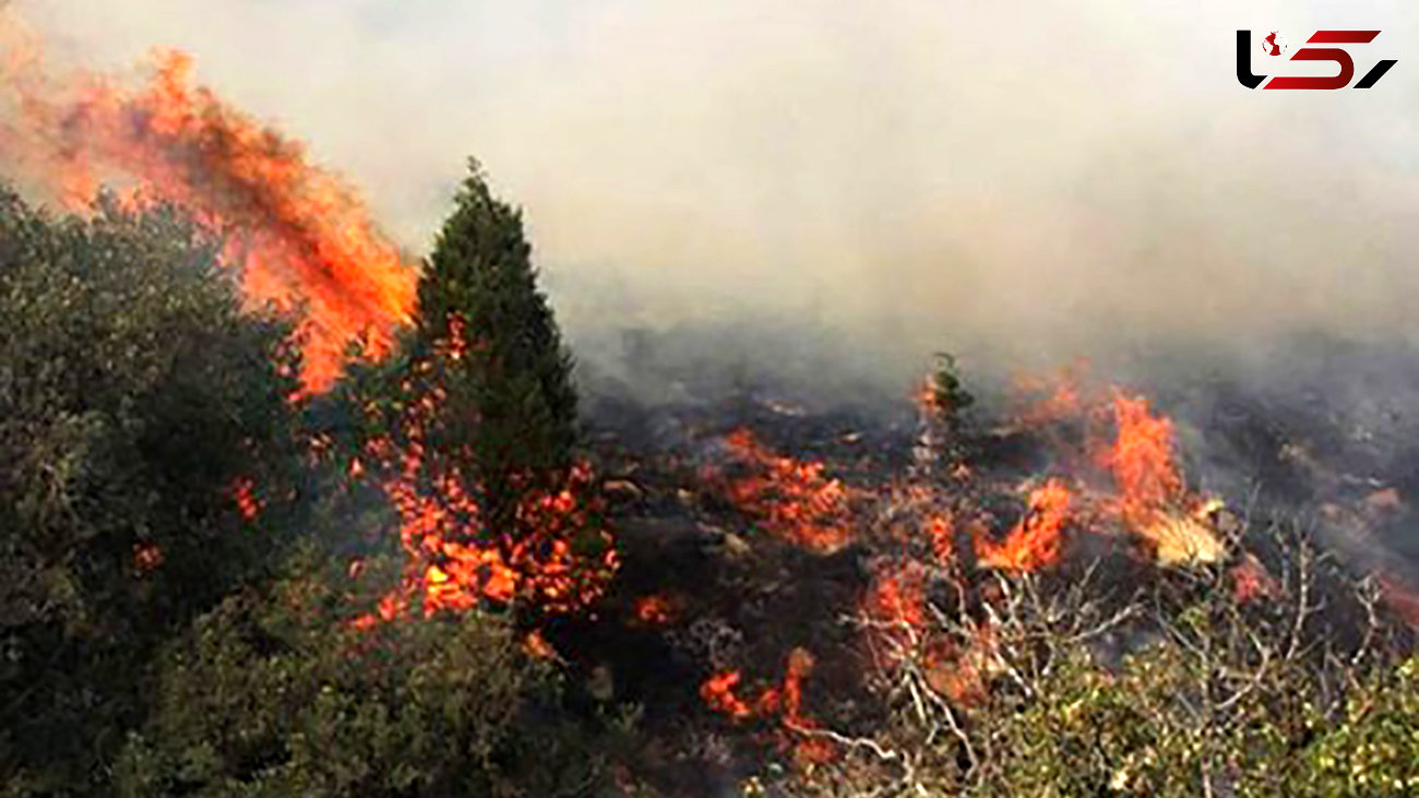 نابودی 435 هکتار از جنگل‌های گچساران/ آتش همچنان ادامه دارد 