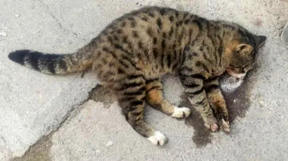 یک حیوان کشی دلخراش / گربه‌های  اصفهان را با سم می کشند! + عکس تکاندهنده