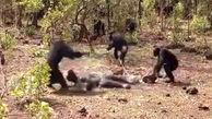 شامپانزه ها  رئیس قدرتمند خود را خوردند+ عکس عجیب