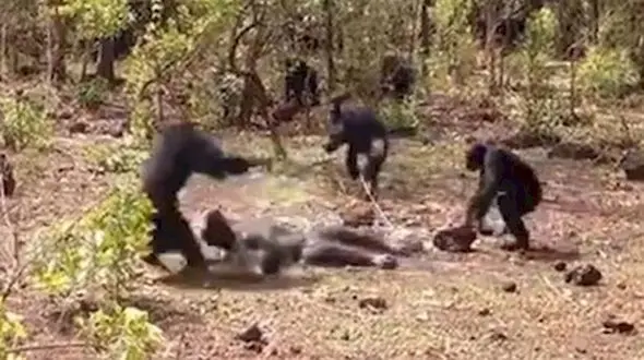 شامپانزه ها  رئیس قدرتمند خود را خوردند+ عکس عجیب