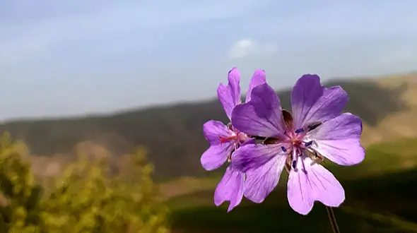 حال و هوای شاعرانه در دل طبیعت ایران + فیلم