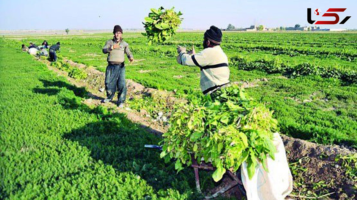 پرداخت وام اشتغال 15 میلیون تومانی به کشاورزان استان تهران