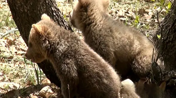 آخرین وضعیت توله خرس‌های رها شده در طبیعت خوزستان