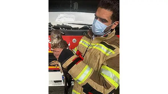 حمله پرنده شکاری به بنگاه مسکن در پاسداران + عکس