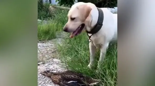 اقدام دیدنی یک اردک برای فرار از مرگ + فیلم