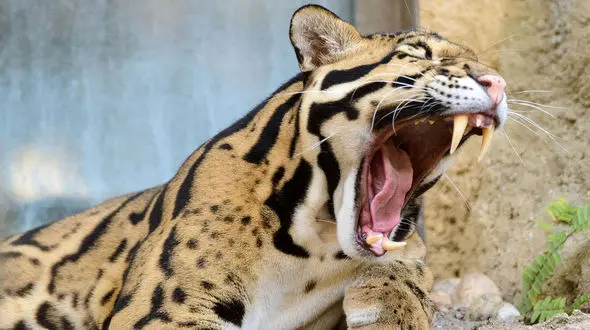 وحشت مردم گرمه از حمله پلنگ گرسنه 