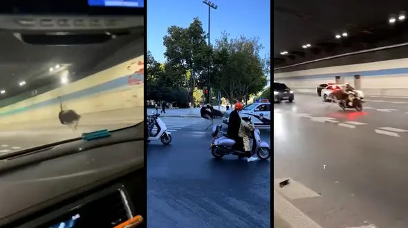 فرار شتر مرغ از یکی از باغ وحش های چین + فیلم 