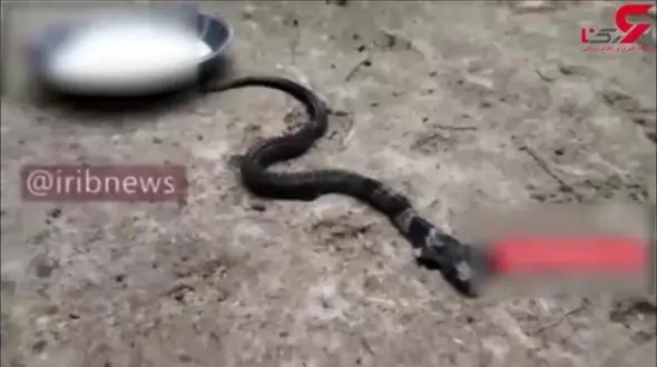 مشاهده مار کبرا دو سر در هند+فیلم