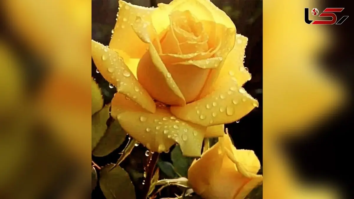 فال و طالع بینی روزانه 3 آذر + فیلم 