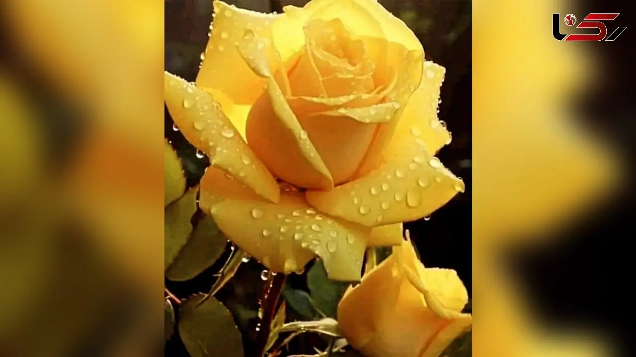 فال و طالع بینی روزانه 3 آذر + فیلم 