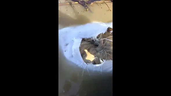 یک شرکت مرغداری 17 گونی لاشه مرغ در تالاب انزلی خالی کرد!/ زیستگاه مهم جانداران و پرندگان مهاجر