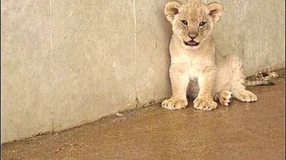 مرگ تلخ 2 شیر در باغ وحش / این بار فاجعه در تبریز