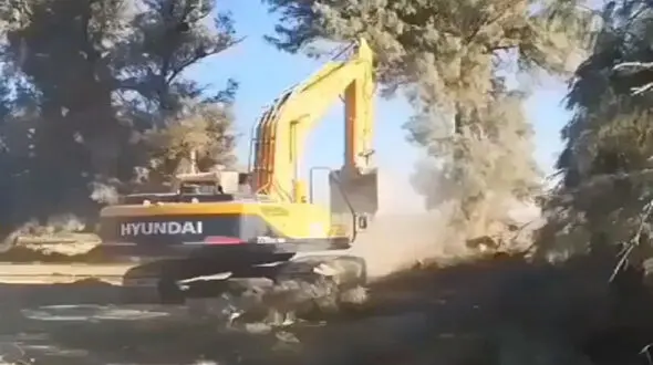 قلع و قمع درختان با لودر در زابل + فیلم
