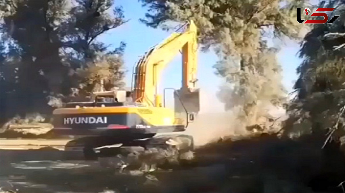 قلع و قمع درختان با لودر در زابل + فیلم