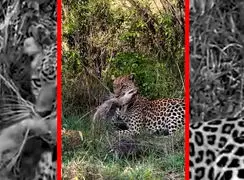 فیلم لحظه شکار شغال توسط پلنگ در طبیعت