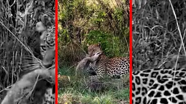 فیلم لحظه شکار شغال توسط پلنگ در طبیعت