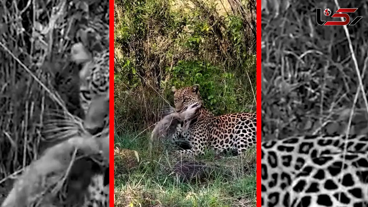 فیلم لحظه شکار شغال توسط پلنگ در طبیعت