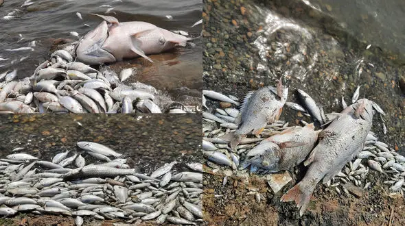 علت مرگ ماهی ها در بندر ماهشهر مشخص شد / مدیرکل محیط زیست خوزستان تشریح کرد + فیلم 