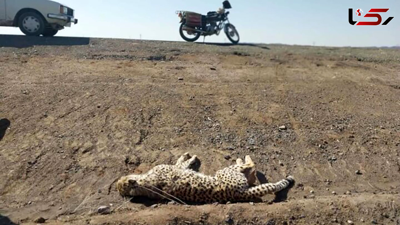 مرگ اولین یوزپلنگ باردار در تصادف نوروزی ! + عکس دردناک از میامی مشهد