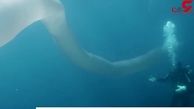 مواجهه غواصان با موجود عجیب هشت متری در دریا + فیلم