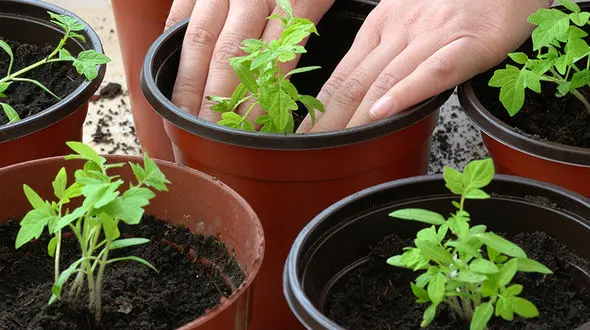 فوت و فن کاشت و برداشت سبزیجات خانگی