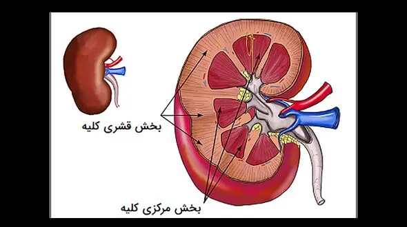 علائم ضعف کلیه ها و راهکارهای درمانی / اینفوگرافی