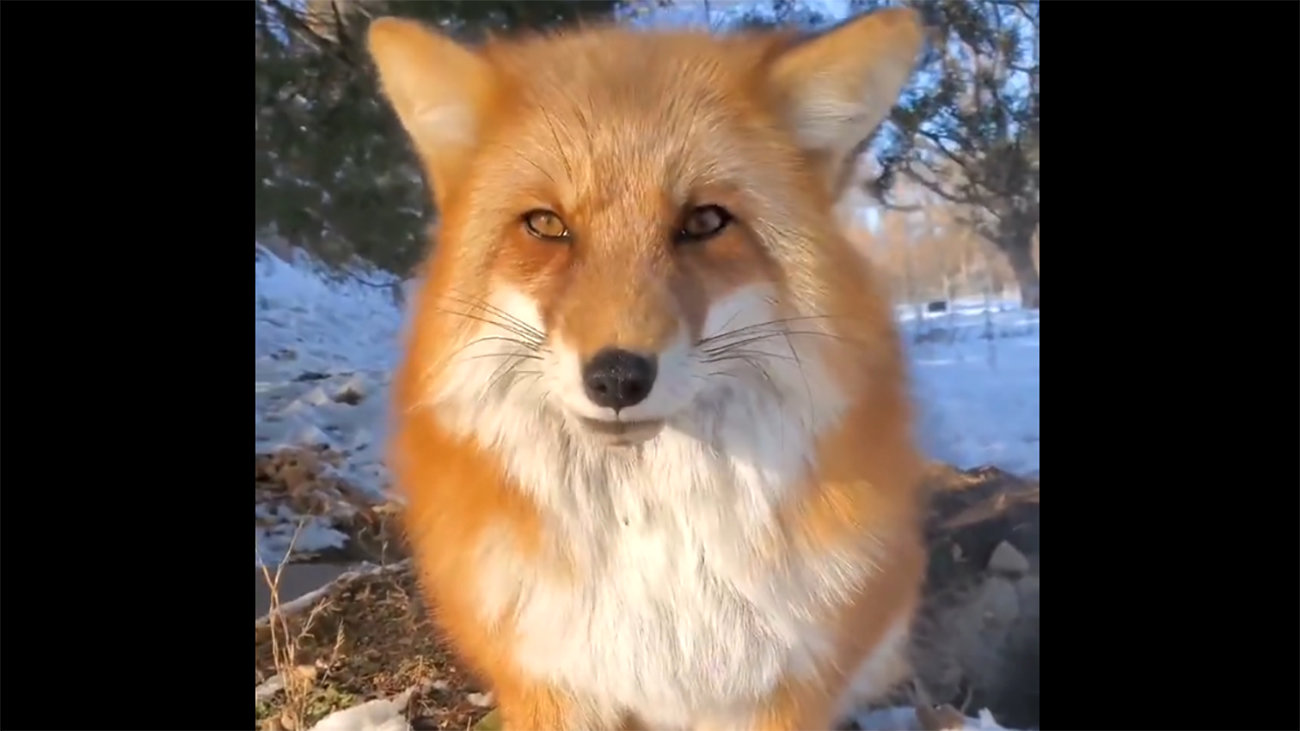 این روباه شبیه انسان است ! + فیلم شوکه کننده برای جهان و دانشمندان
