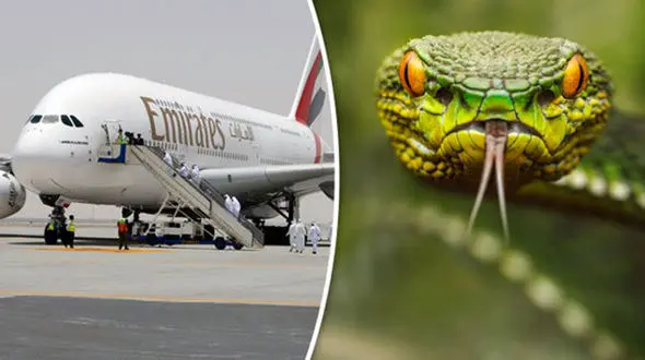 فرود اضطراری هواپیمای مسافربری به خاطر وجود مار 