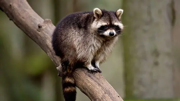 حمله راکون ها به هیرکانی/  اگر سازمان محیط زیست مانع پیشروی راکون ها نشود قرقاول خزری و سنجابک منقرض می شود