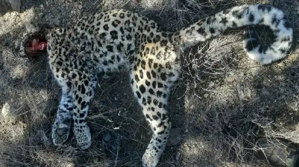 پشت پرده مرگ یک توله پلنگ در پارک ملی گلستان  