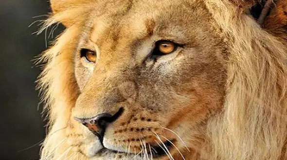 از درگیری بین سگ و غاز تا ابهت و غرور شیر ها