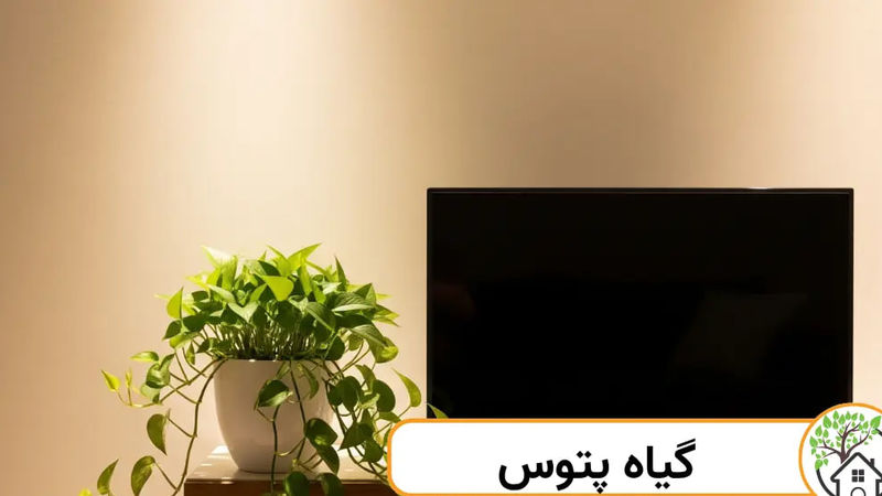 پتوس