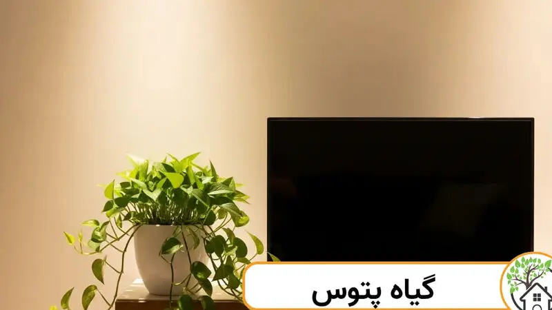 پتوس