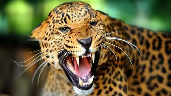 شکار مهیج کروکودیل بخت برگشته توسط جگوار + فیلم