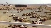 فیلم دیده نشده از هواپیما حامل صدها گوسفند در فرودگاه امام خمینی (ره)