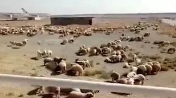  فرود اضطراری هواپیمای 747 ایران ایر با محموله عجیب در فرودگاه امام خمینی(ره) + فیلم