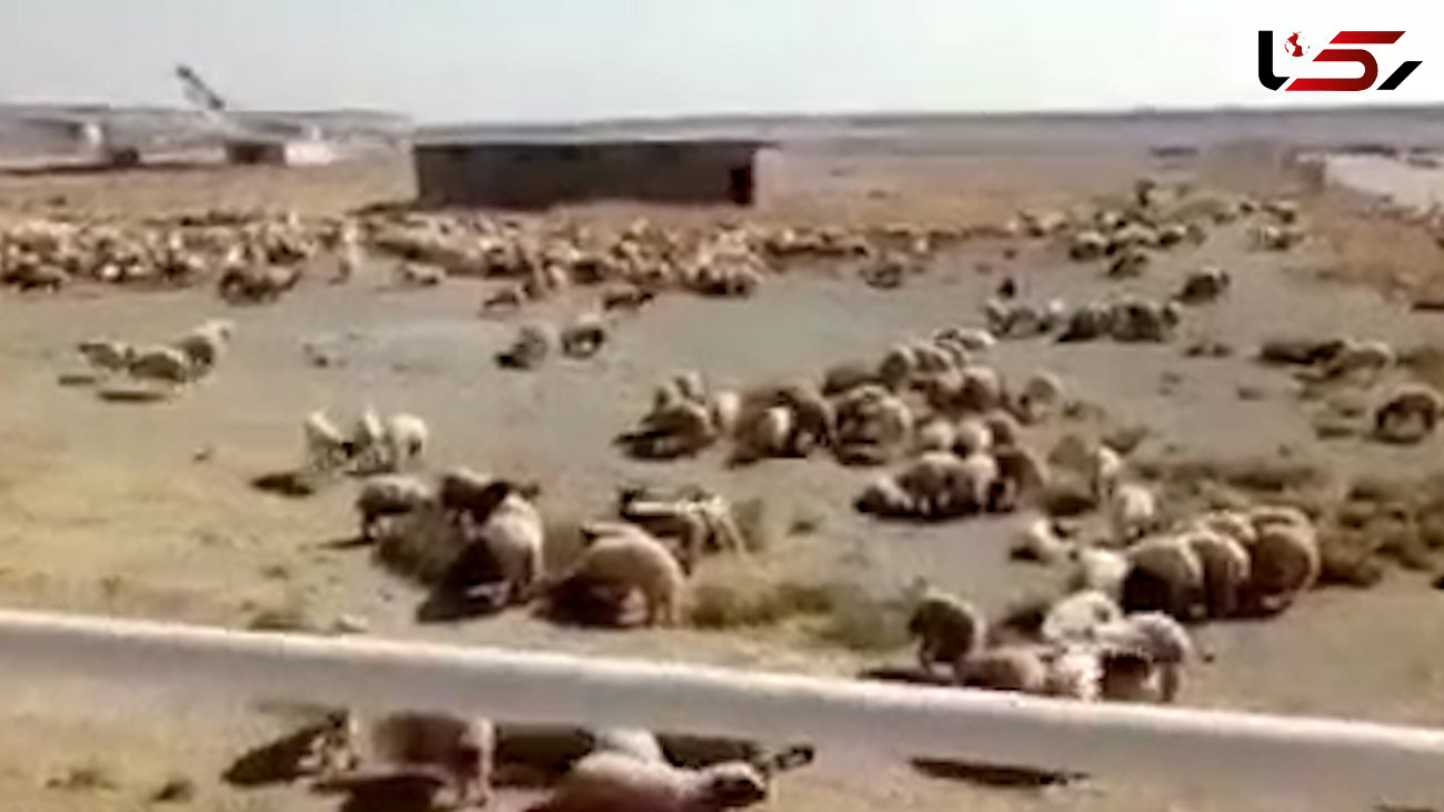 فیلم دیده نشده از هواپیما حامل صدها گوسفند در فرودگاه امام خمینی (ره)