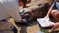 عملیات نفسگیر نجات نادرترین حیوان آفریقا + تصاویر