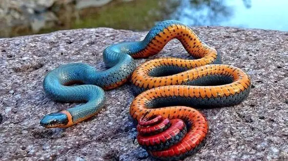 عجیب ترین و کمیاب ترین مارهای جهان + فیلم