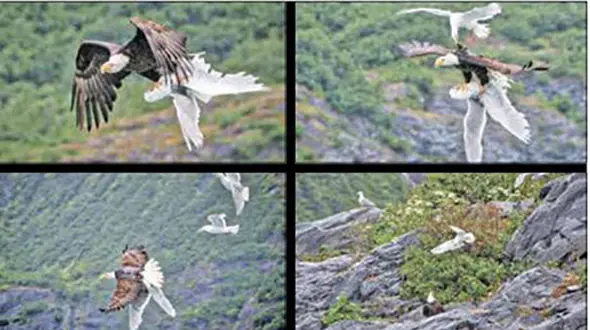 مبارزه دیدنی در آسمان سوژه عکاس شد+ عکس