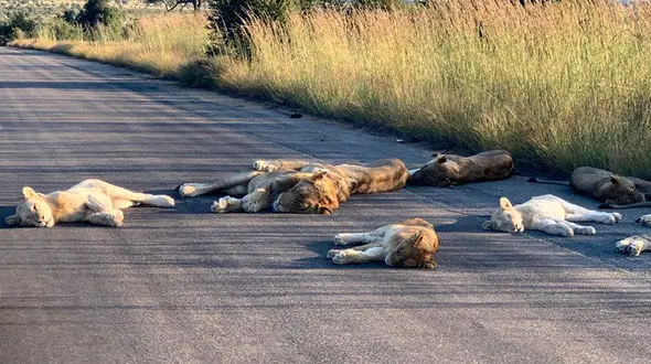 عکس های دیدنی از شیرهای خوابیده در جاده / حمام آفتاب سلطان جنگل