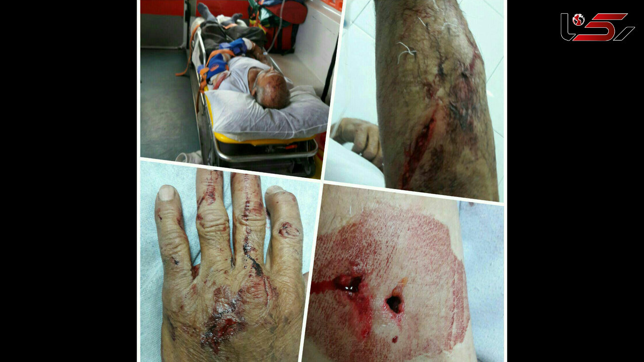 حمله خونین پلنگ به پیرمرد  خلخالی + عکس 