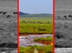 فیلم چرای شترها زیر باران در طبیعت سرسبز مکه