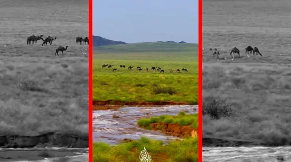 فیلم چرای شترها زیر باران در طبیعت سرسبز مکه