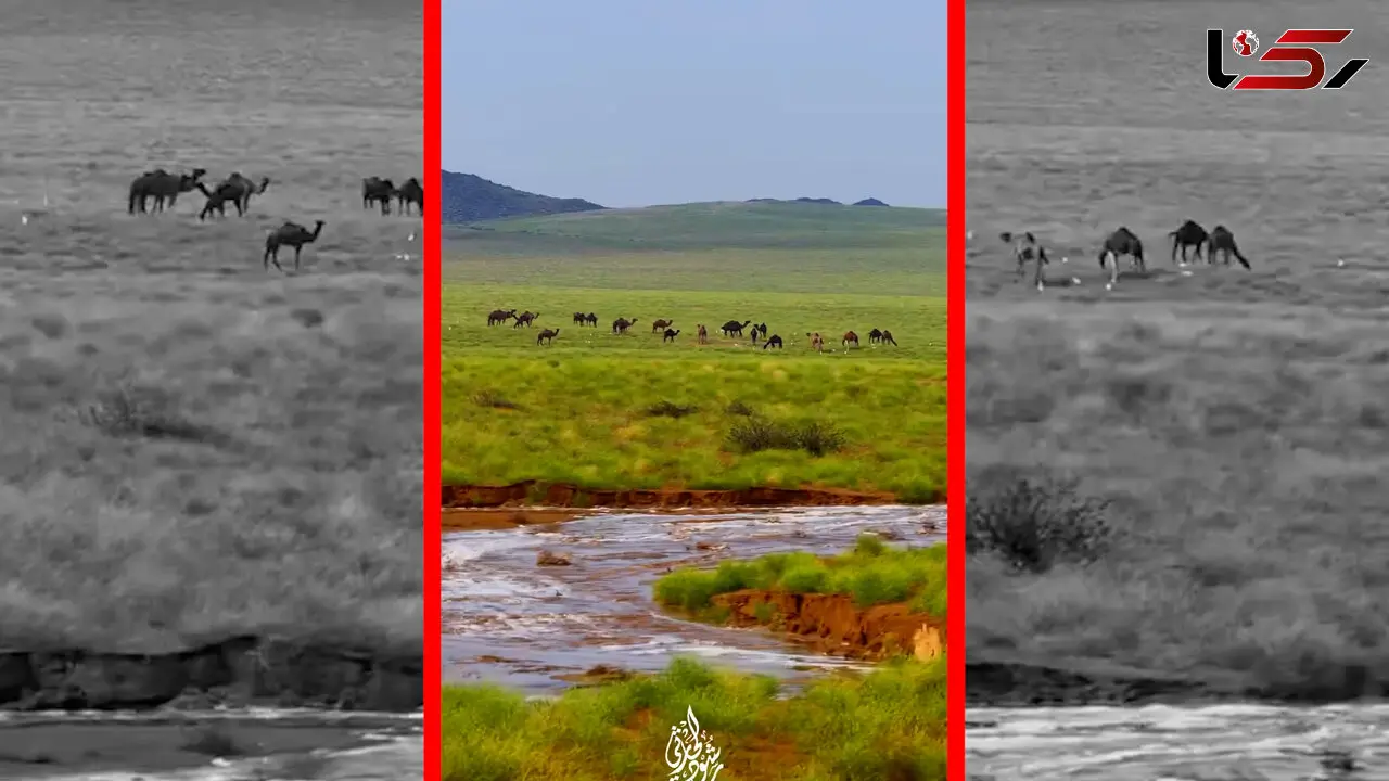 فیلم چرای شترها زیر باران در طبیعت سرسبز مکه
