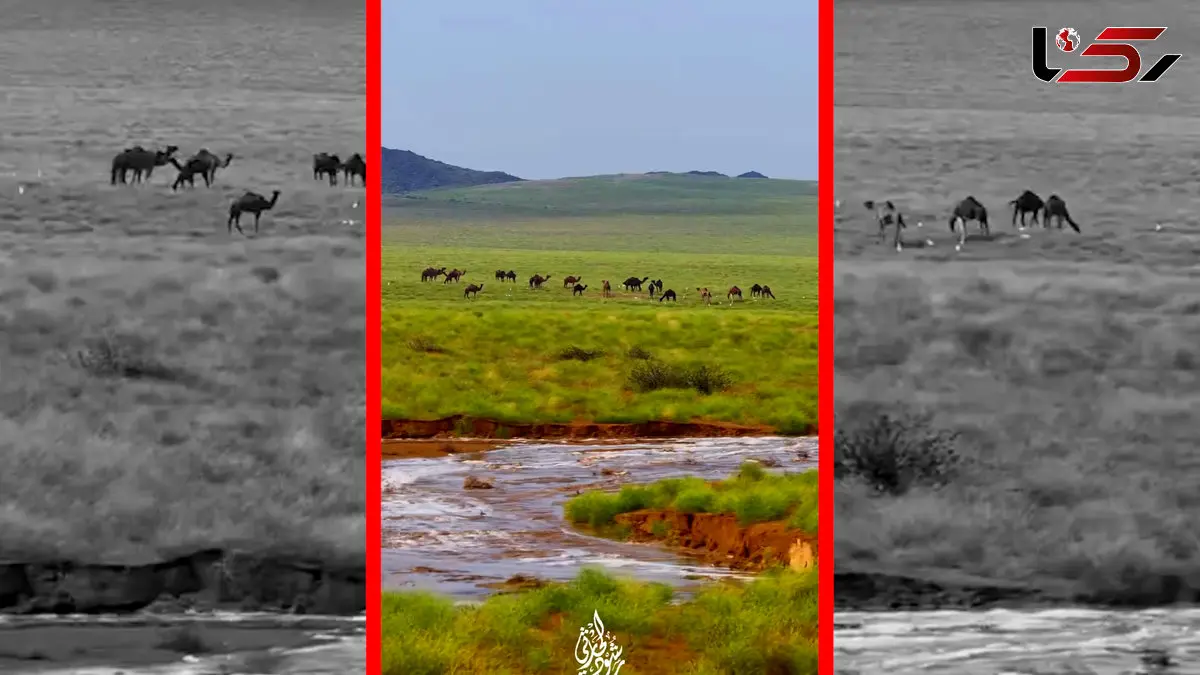 فیلم چرای شترها زیر باران در طبیعت سرسبز مکه